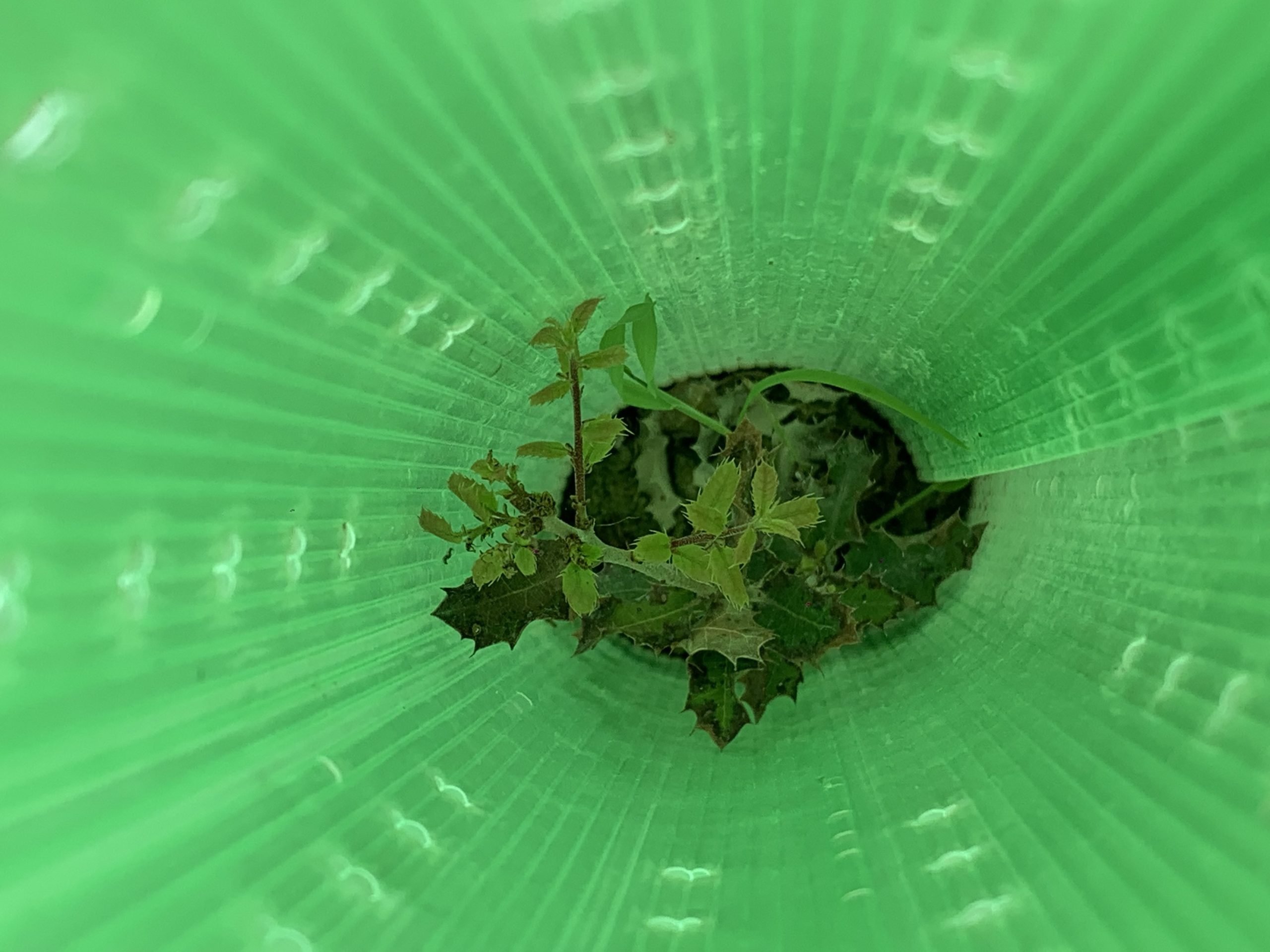 06REFORESTLAND 3